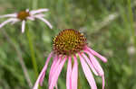 Wavyleaf purple coneflower